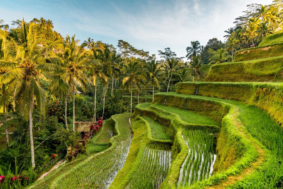 Rice terraces and palm trees under clear dry-season skies in Bali