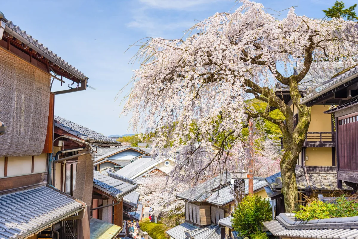 Cherry blossoms above traditional houses in Kyoto